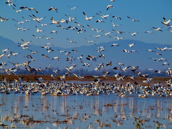 Fine Art Print by CMQ Photography: "Snow Geese"