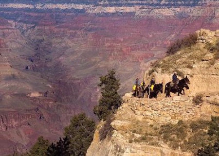 Burros Return from Phantom Ranch Grand Canyon, In The Lens Photography