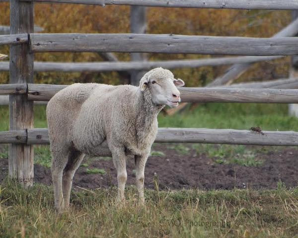 Fine Art Print by CMQ Photography: "Ewe Looking At Me"