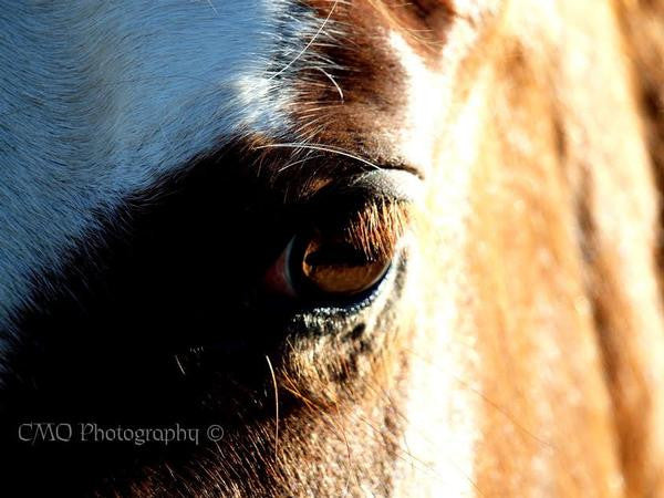 Fine Art Print by CMQ Photography: "Soul Reflection"